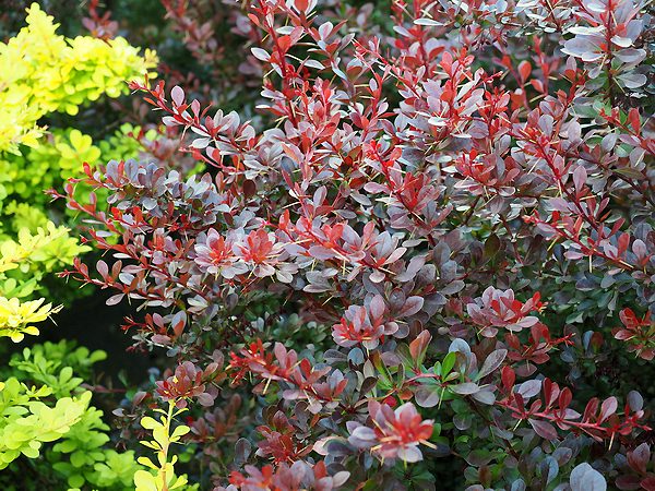Berberis thunbergii „Carmen“