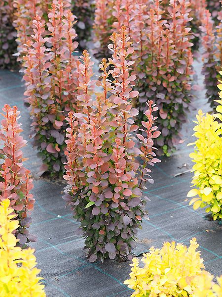 Berberis thunbergii „Dariusz“