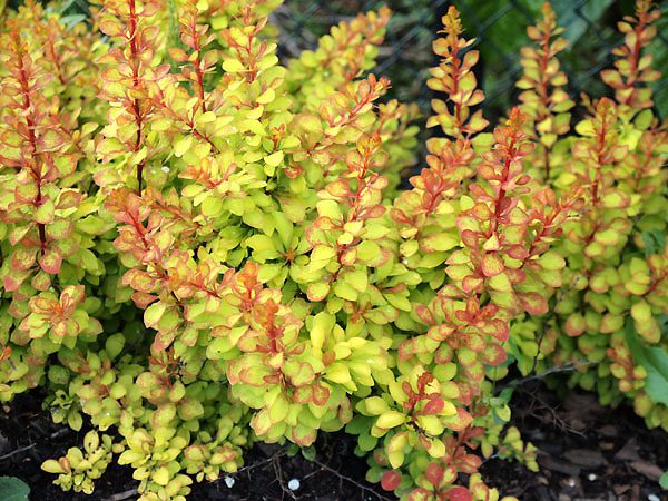 Berberis thunbergii „Diabolicum“