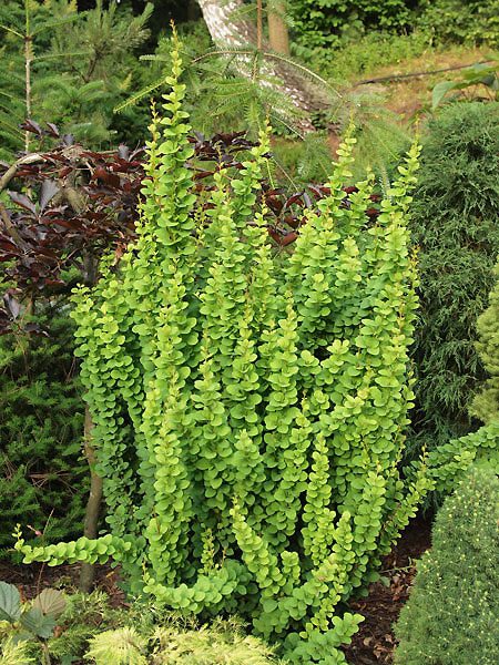 Berberis thunbergii „Erecta“
