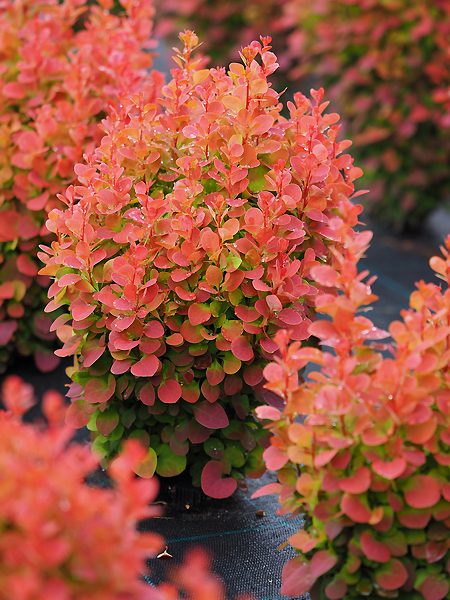 Berberis thunbergii „Florence“