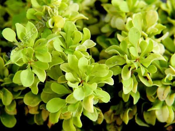 Berberis thunbergii „Goldalita“