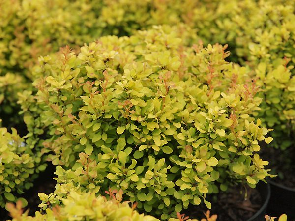 Berberis thunbergii „Golden Devine“