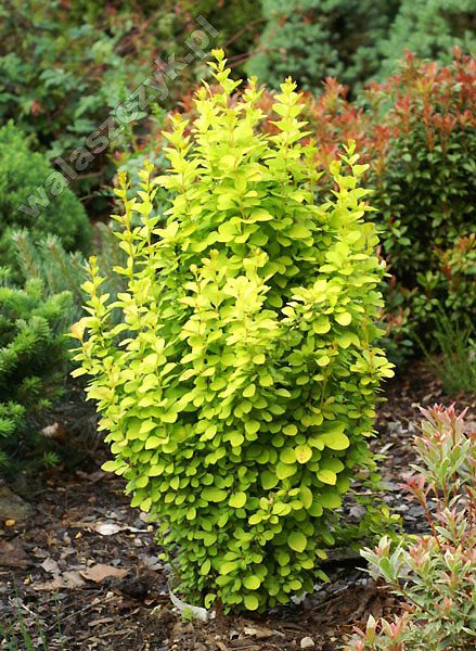 Berberis thunbergii „Golden Tower“