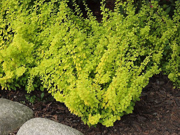 Berberis thunbergii „Aurea“