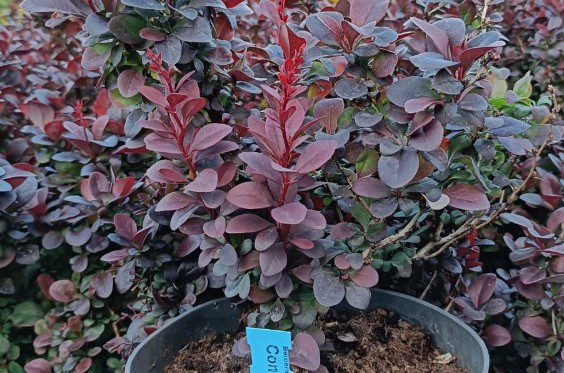 Berberis thunbergii „Concorde“
